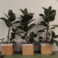3 pianta 