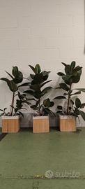 3 pianta 