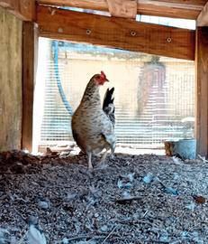 Galline nane