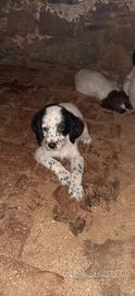 Cuccioli setter