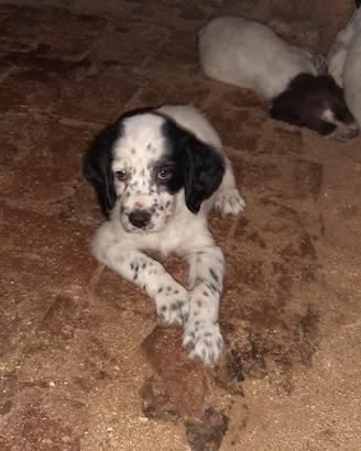 Cuccioli setter