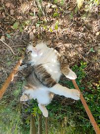 Gatto maschio sterilizzato