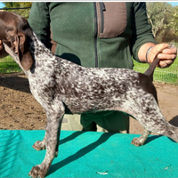 Cuccioli di bracco tedesco