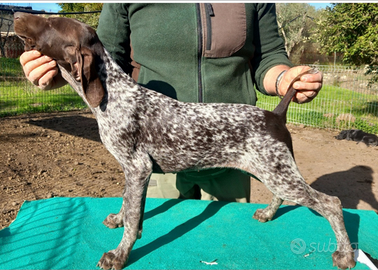 Cuccioli di bracco tedesco