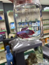 Betta splendes