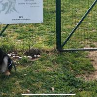 Cuccioli di pastori tedeschi