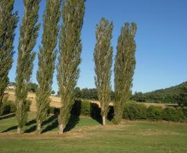 Prato agricolo prima categoria