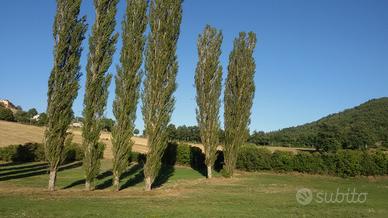 Prato agricolo prima categoria