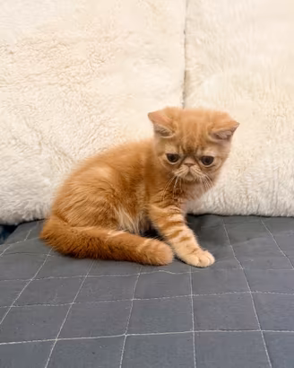 Exotic Shorthair