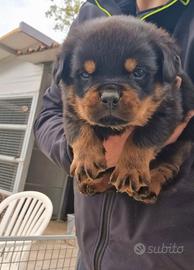 Cuccioli rottweiler alta genealogia