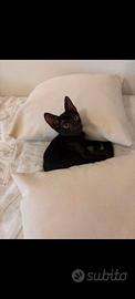 Gattino nero