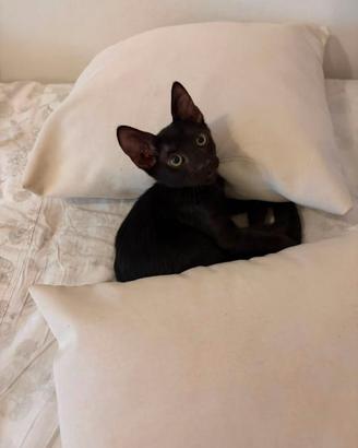 Gattino nero