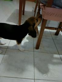 Beagle