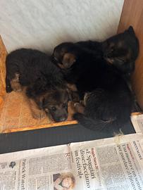 Cuccioli di pastore tedesco