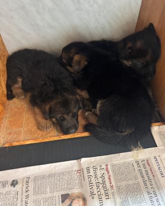 Cuccioli di pastore tedesco