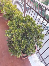 Pianta di Giada