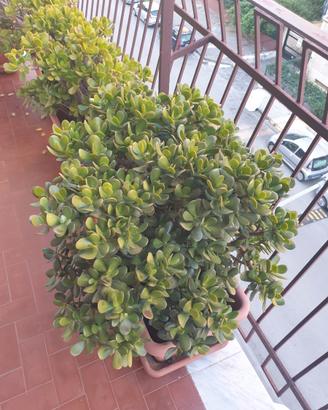Pianta di Giada