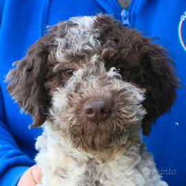 Lagotto