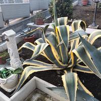 agave americana e variegata - pianta grassa 