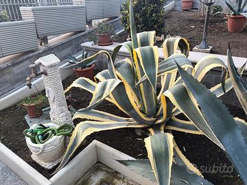 agave americana e variegata - pianta grassa 