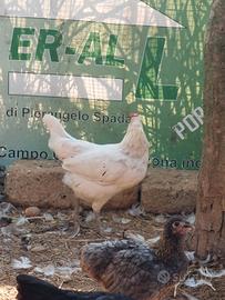 galline 
