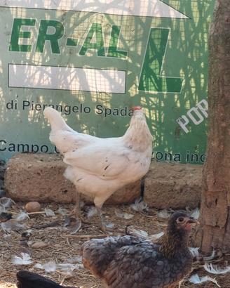 galline 