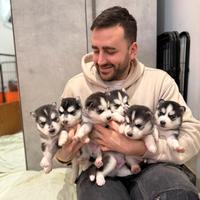 Cuccioli husky pedigree