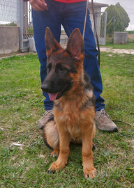 Cucciolo di Pastore Tedesco