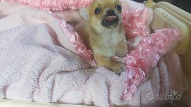 Chihuahua taglia piccola