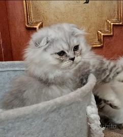 Scottish Fold striato