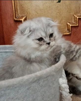 Scottish Fold striato