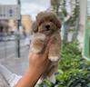 cuccioli-di-maltipoo-particolor-mini