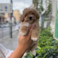 Cuccioli di maltipoo particolor mini