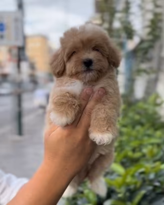 Cuccioli di maltipoo particolor mini