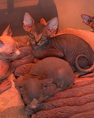 Cuccioli Sphynx