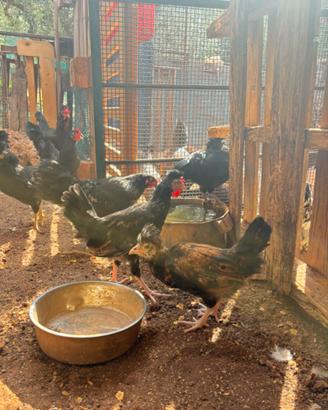 Galline