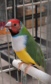 Coppia diamanti di gould