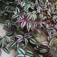 1 pianta di tradescantia zebrina