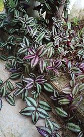 1 pianta di tradescantia zebrina