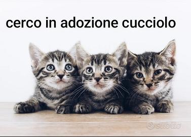 adozione cucciolo di gatto