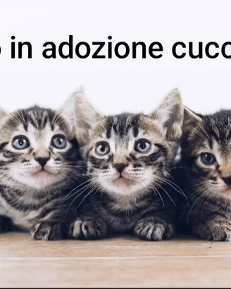 adozione cucciolo di gatto