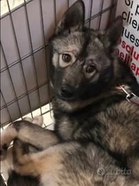 Husky maschio