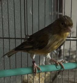 Uccello