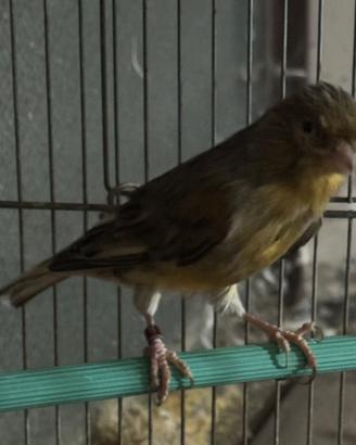 Uccello