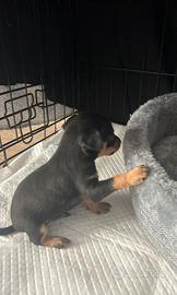 Pinscher Toy maschio