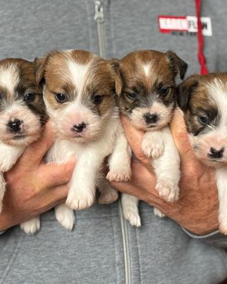 Cuccioli di Jack Russell Terrier