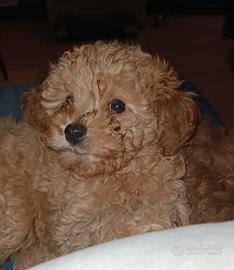 Barboncino mini toy red femmina