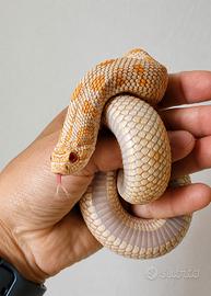 0.1. Heterodon nasicus