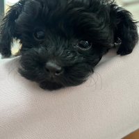 Cucciolo barbone mini toy