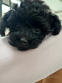 Cucciolo barbone mini toy